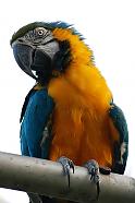 Blue and Gold Macaws