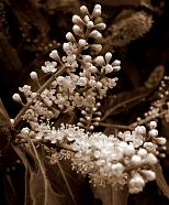 In a local park, was a beautiful blossom on a bush.