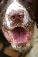 I took this one of a springers nose to illustrate an article on sniffer dogs