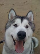 Jackson at Camber Sands 021