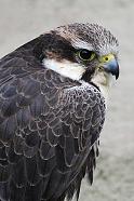 Peregrine 01