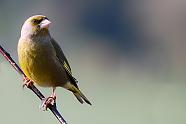 Greenfinch