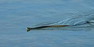 Grass Snake swimming