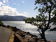 River Tree on the Columbia River Gorge, OR