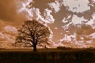 View of Horton Tower, in the distance, silouhetted by lovely old tree. V2