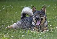 110708 2562 
 
A friend's swedish vallhund, Carmen