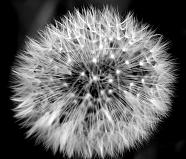 Dandelion Clock