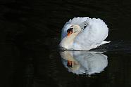 Mute Swan