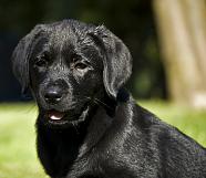 260708 2843 
 
A friend's lab puppy, Kaido