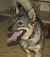 110708 2563 
 
Swedish vallhund