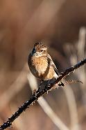 Stonechat