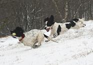 Spec playing with Broc in the snow