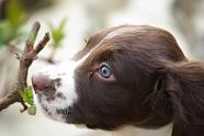 Fonzi the Springer puppy