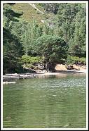 Lochan Uaine, Glenmore Forest