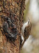 Treecreeper