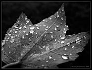 Droplets on a leaf