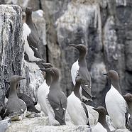 Farne Islands