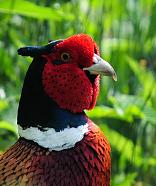 Pheasant