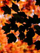 Shadow Leaves of a Red Maple