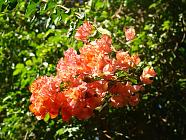 DSC00791