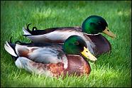 Two Mallards 1 4x6