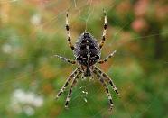 Orb Spider