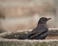 Mr Blackbird 0508