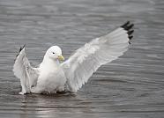 Bathing Kittiwake