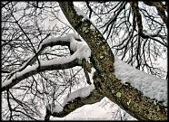 Snowy Branches