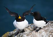 Loved up Razorbills mark II !