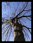 Naked tree in November