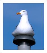 Seagull