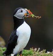 Bird photography