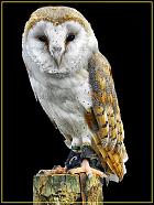 Barn Owl fhdr