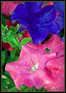 Flowers 11