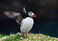 Puffin