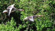 Greylag Geese