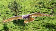 Eagle Owl