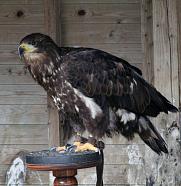 Eagle