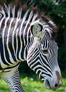 I never realised, Zebras have furry ears..