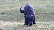 Skye Nose to the ground