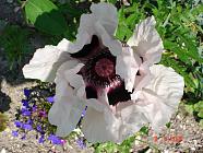 Ornamental poppy