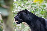 Mowgli the jaguar