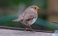 Robin