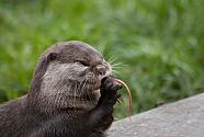 Short clawed otter