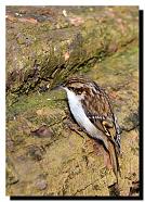 Treecreeper