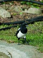 Magpie