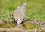 Collared dove