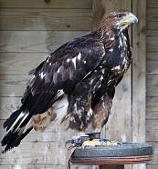 Eagle2