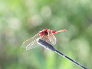 Dragonfly on car areal